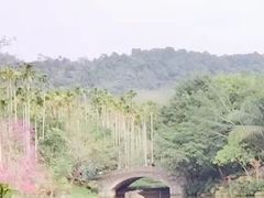 -呀诺达热带雨林