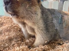 -怪兽屋·羊驼·猫咖·狗咖(俊华广场店)