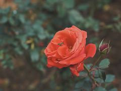 -香蜜公园