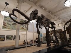 -美国自然历史博物馆