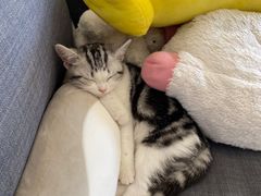 -lincat·猫舍(广州店)