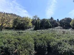 -树山生态村