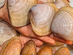 -凯华海鲜火锅·传承三十六年