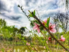 -南汇桃花村