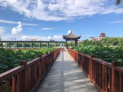 -莲花池公园