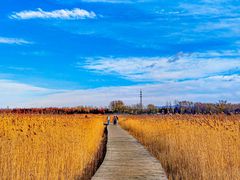 -野鸭湖国家湿地公园