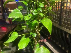 -红蜡烛-养生粥-津鲁菜(中山路店)