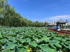 -莲花池公园