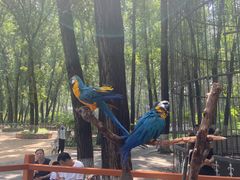 -北京野生动物园