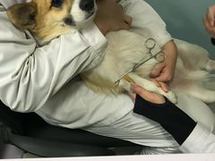 -中农大我爱我爱24h动物医院·中医针灸·猫专科·骨科医疗中心(双井店)