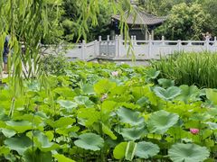 -莲湖公园