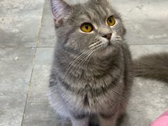 -楼上猫咖(罗湖店)