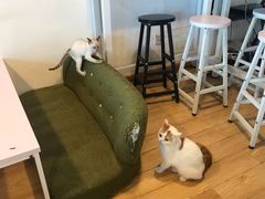 -Cappucimeow猫咪咖啡馆(韦伯时代店)