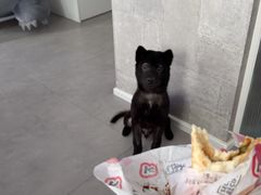 -纳吉亚猫专科动物医院博雅分院