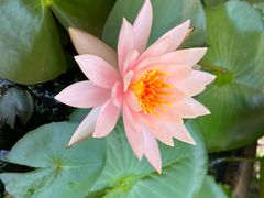 -813芭依珊 BAESAn(皇冠十畝地店)