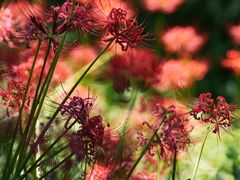 -西湖风景区-江洋畈生态公园