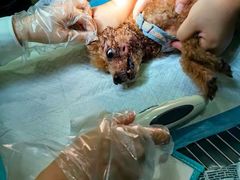 -北京观赏动物医院·24小时大型综合·猫专科·异宠专科