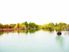-贡湖湾湿地公园
