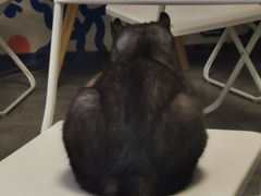 -团子家猫咪猫咖馆·柯基·柯尔鸭