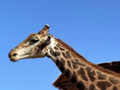 -济南野生动物世界