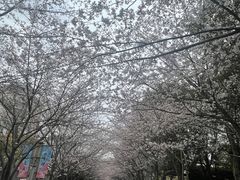 -高东镇樱花园