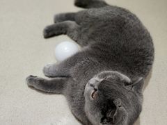 -藏猫猫咖啡主题馆(中央大道店)