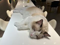 -飞行喵MR PILOT|猫舍·猫咖(静安大融城店)