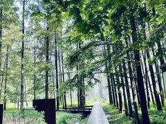 -黄海国家森林公园