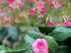 -深圳国际园林花卉博览园