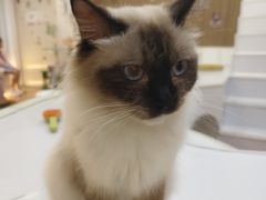 -COLOR PETS 撸猫馆·购猫·猫咖(长风大悦城店)