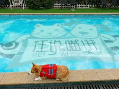 -汪说喵讲宠物乐园宠物酒店(红星美凯龙店)