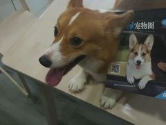 -爱侣宠医·鹦鹉专科·小型哺乳类·异宠专科(灵石路店)