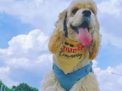 -萌宠之家·腊肠犬·马尔泰·小体犬舍