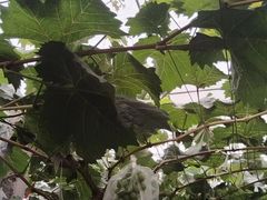 -马陆小张葡萄园农家乐