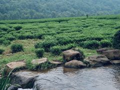 -中国茶叶博物馆(双峰馆区)