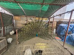 -西西里轰趴日租聚会别墅·团建拓展