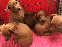 -桂林市花鸟市场