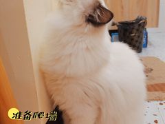 -滚猫咖啡·猫咖·猫友好撸猫(未来城店)