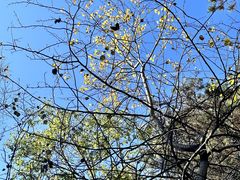 -帽儿山国家森林公园