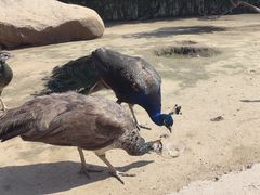 -齐齐哈尔龙沙动植物园
