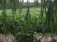 -白洋淀景区