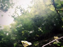 -洛阳白云山景区