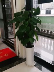 -苗医生草本科技祛痘