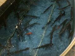 -鲤鱼塘农家山庄