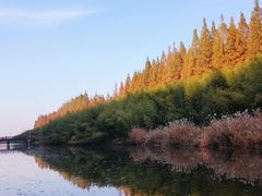 -黄海国家森林公园