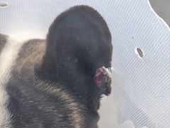 -全心全意连锁动物医院·特色中医诊疗(会城门分院)