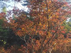 -广州市帽峰山景区