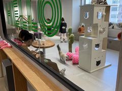 -Cappucimeow猫咪咖啡馆(韦伯时代店)