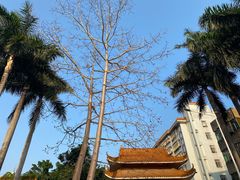-深圳仙湖植物园