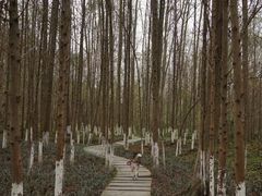 -桤木河湿地公园